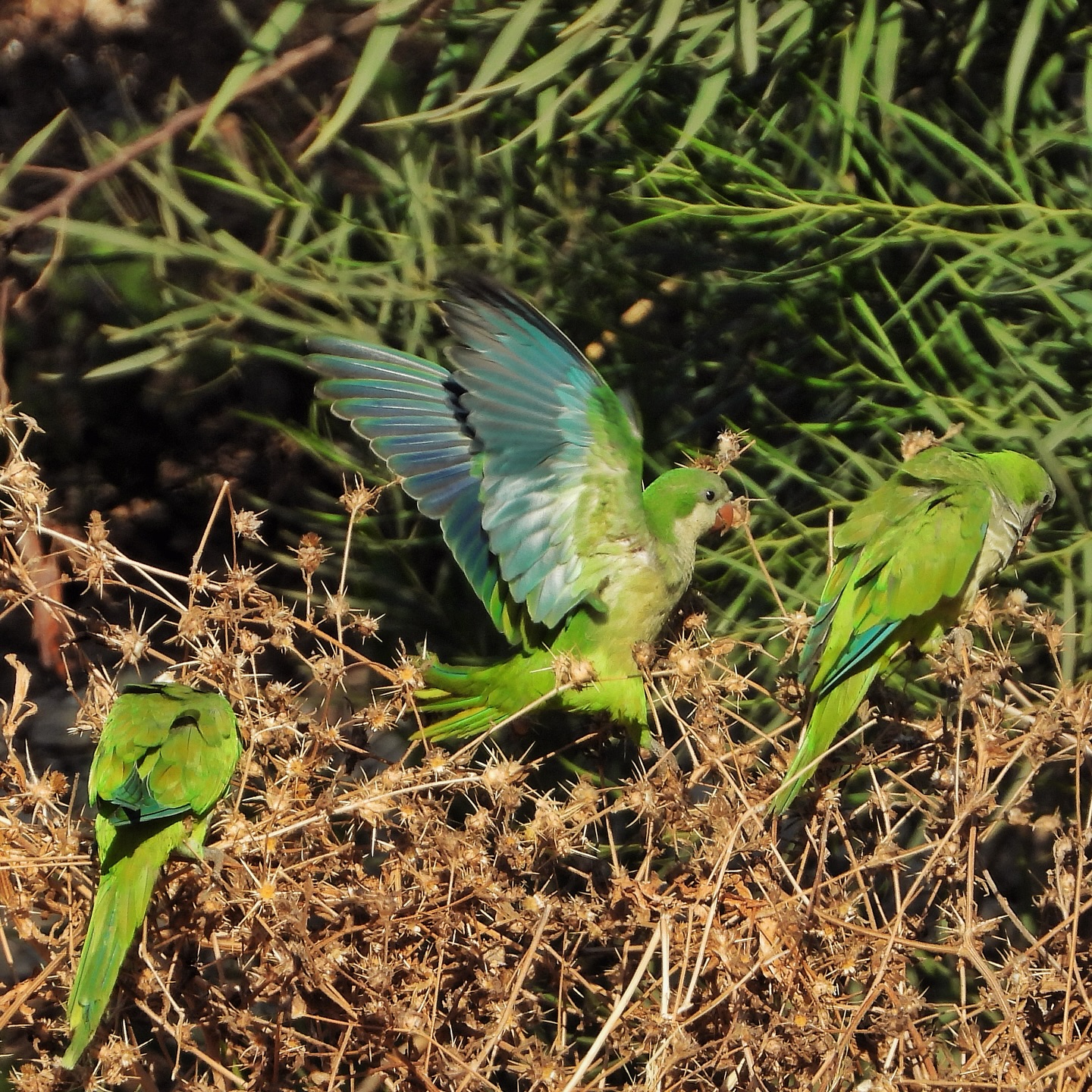 Monk Parakeet 20