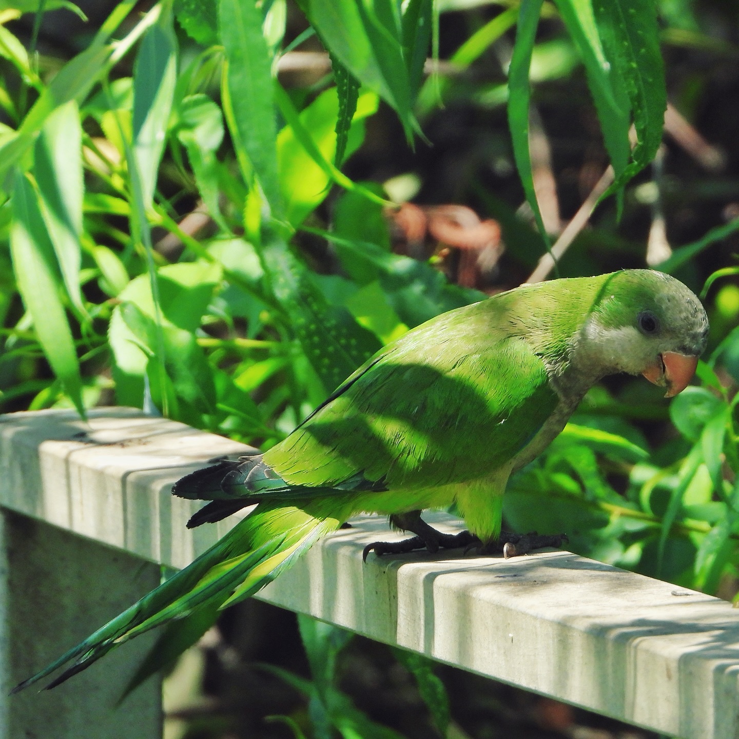 Monk Parakeet 21