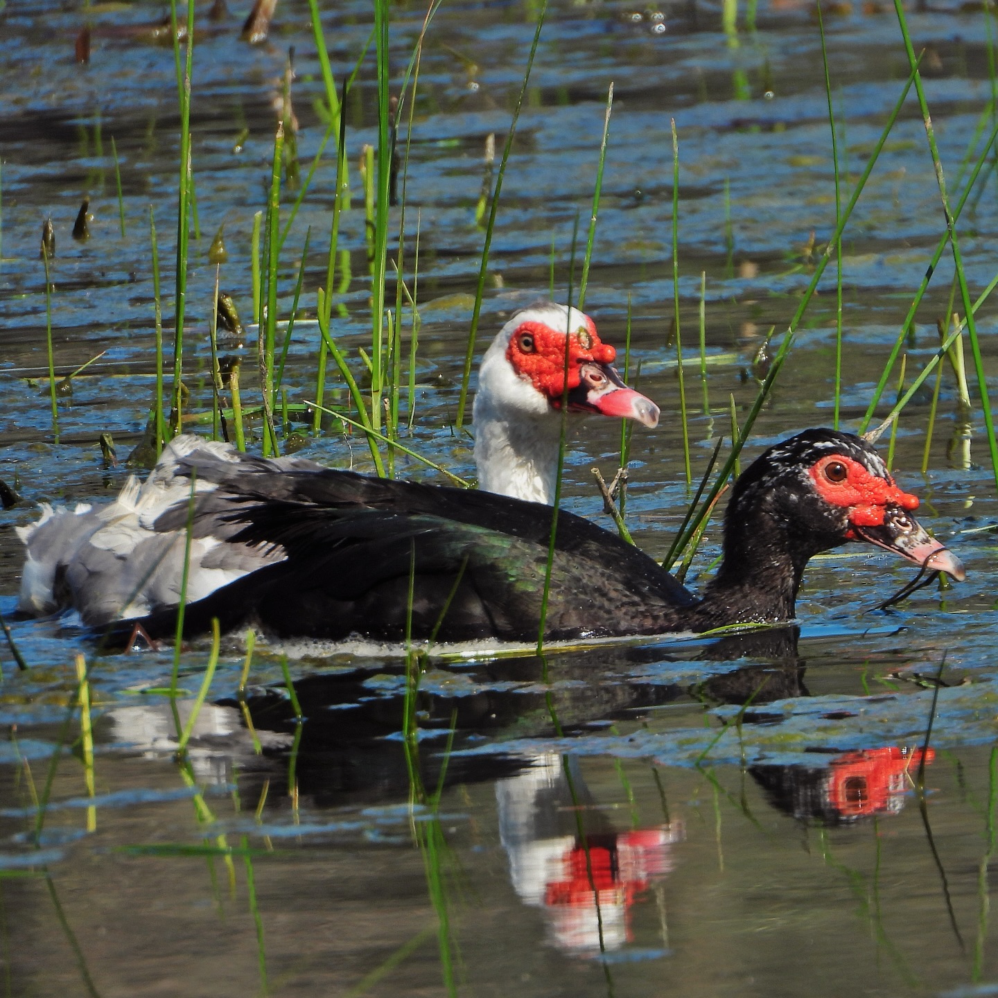 Muscovy Duck 1