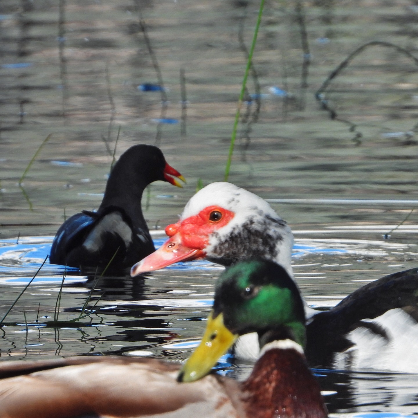 Muscovy Duck Mallard Common Moorhen 1