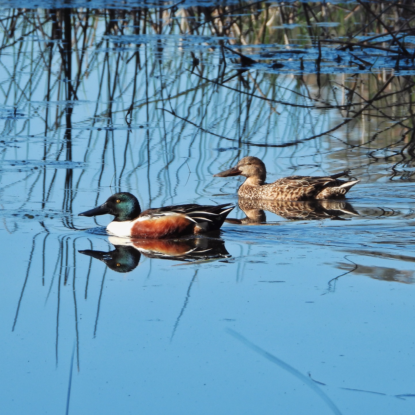 Northern shoveler 4