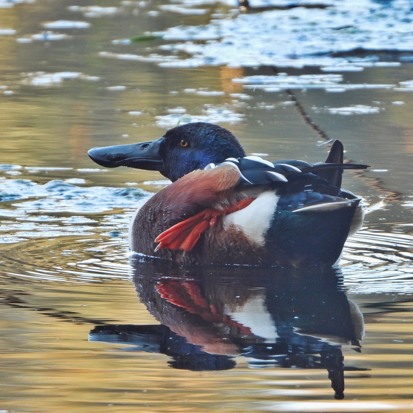 Northern shoveler 5