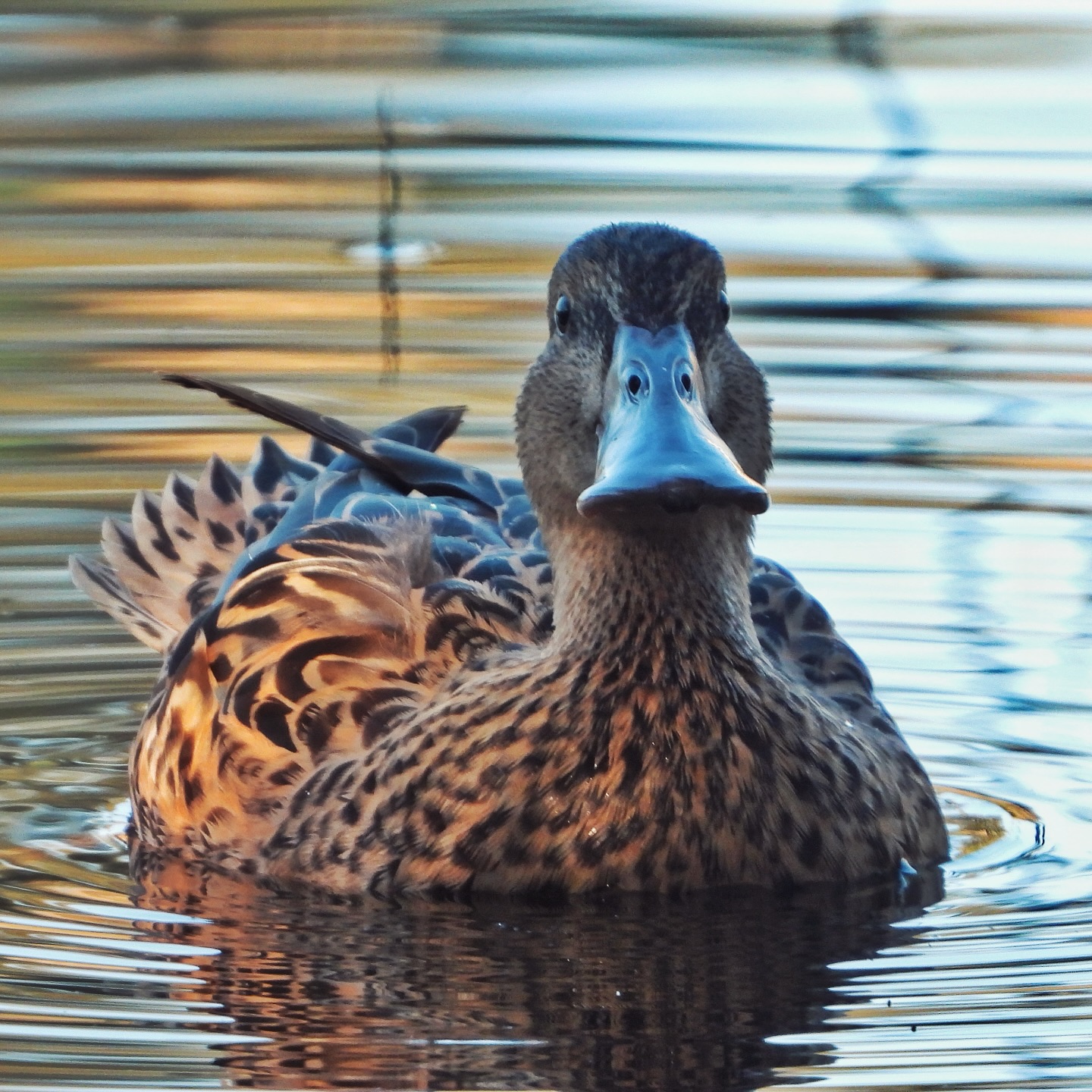 Northern Shoveler