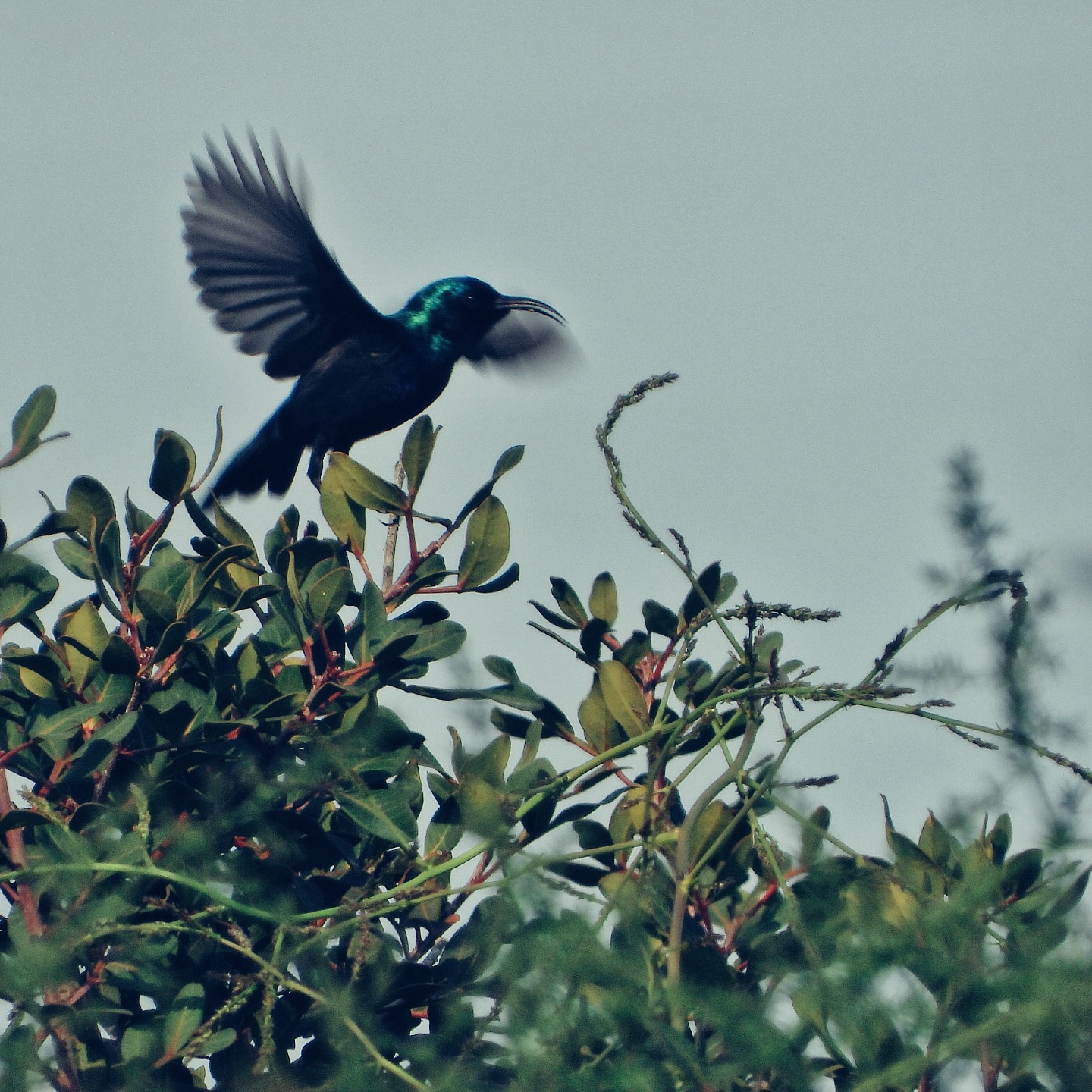 Palestine Sunbird 10