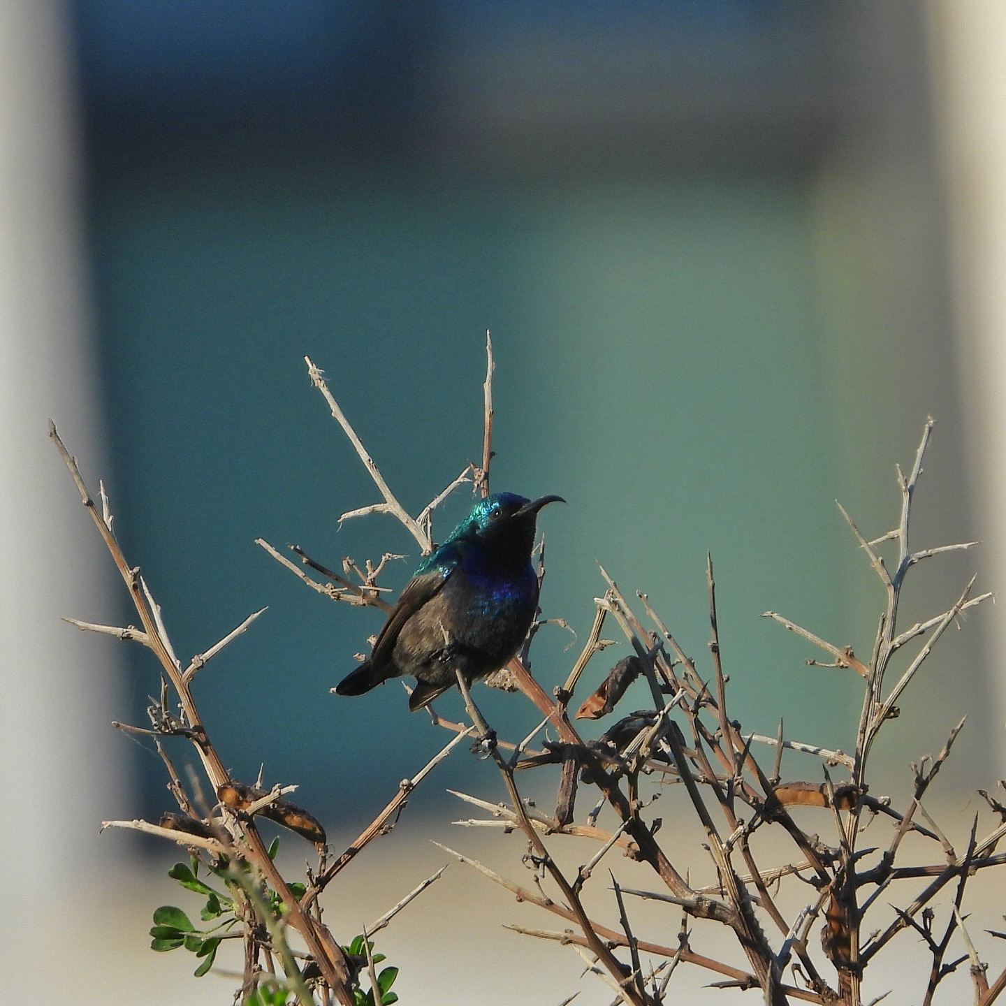 Palestine Sunbird 11