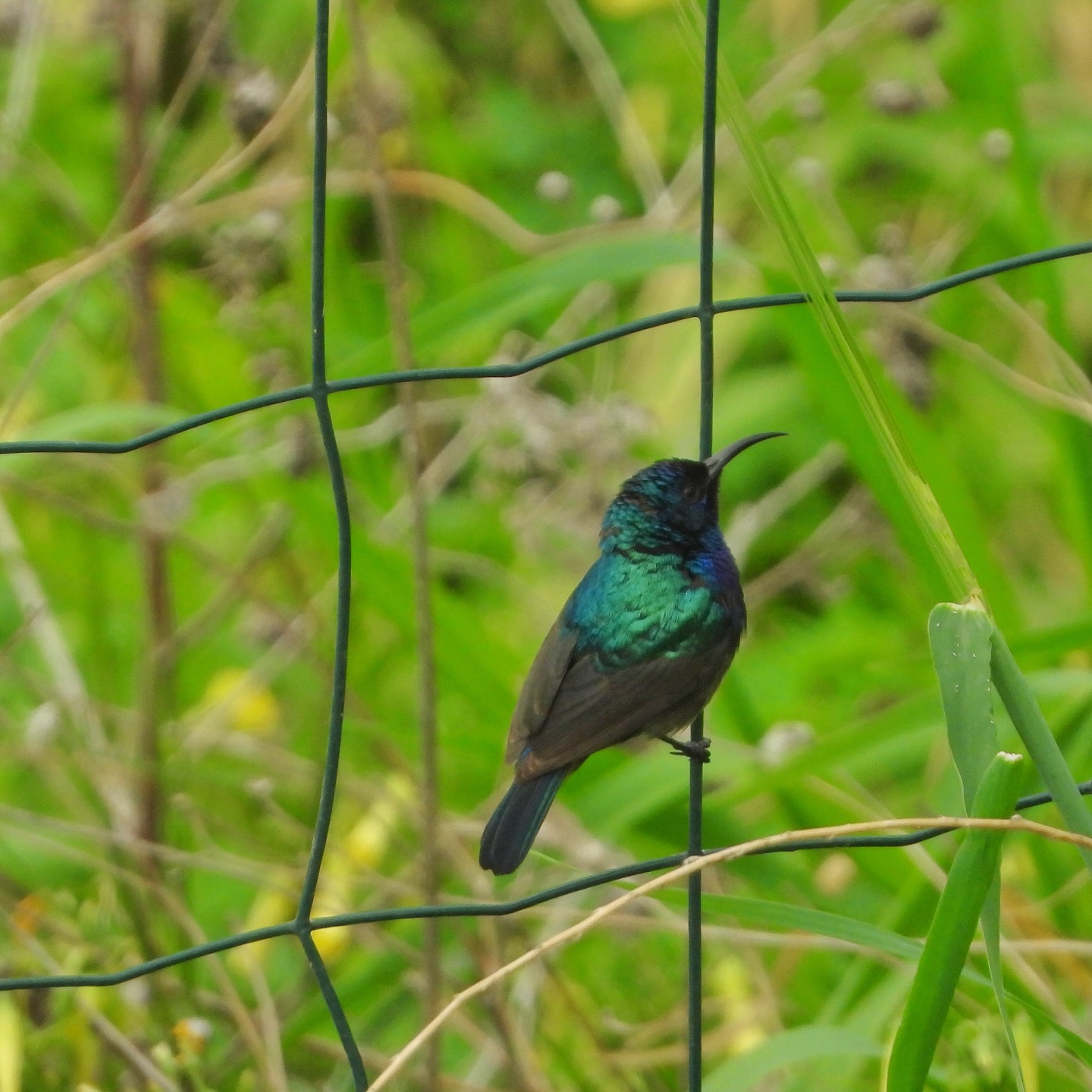 Palestine Sunbird 12