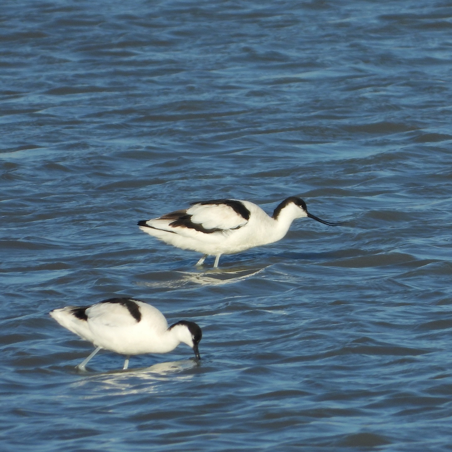 Pied Avocet