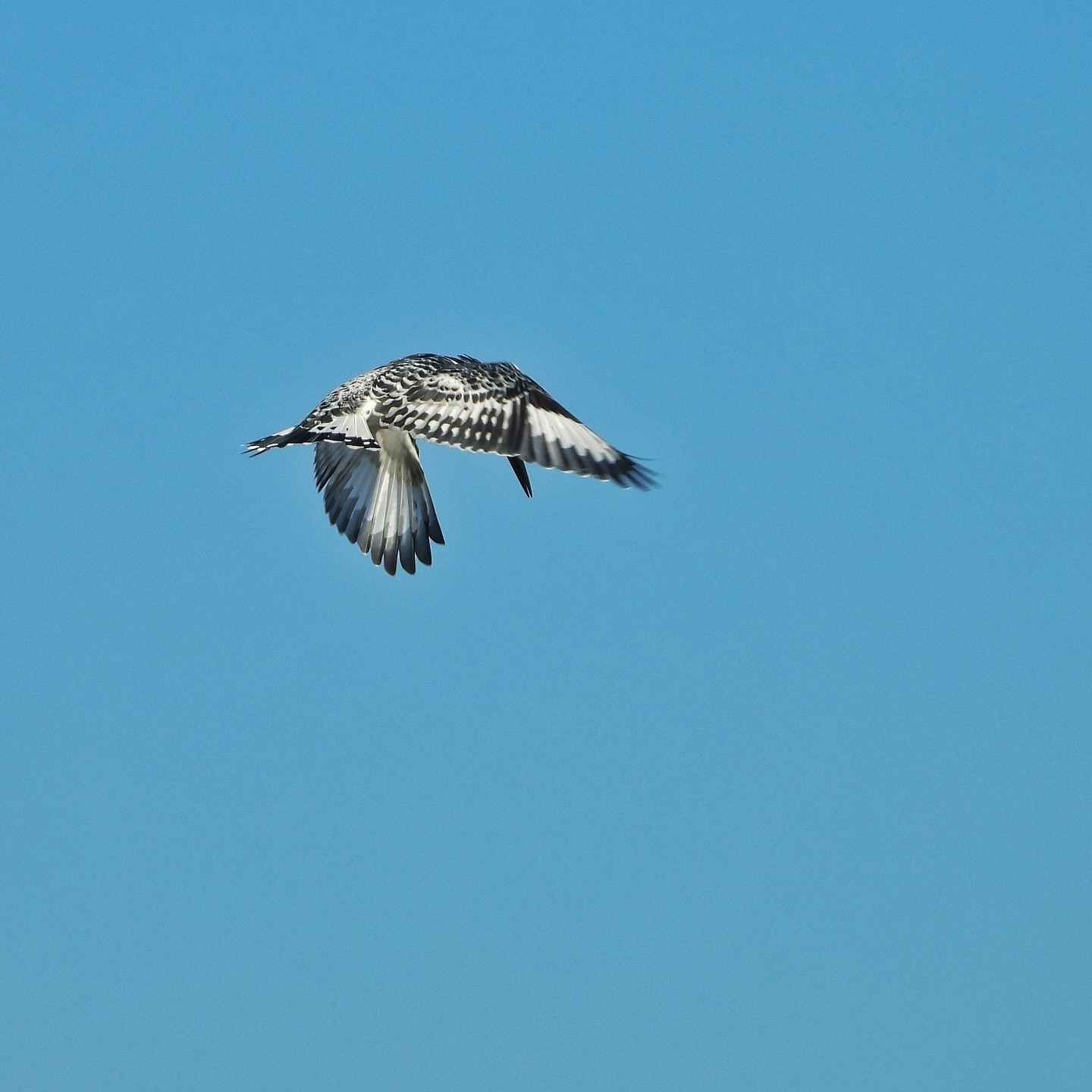Pied Kingfisher 6