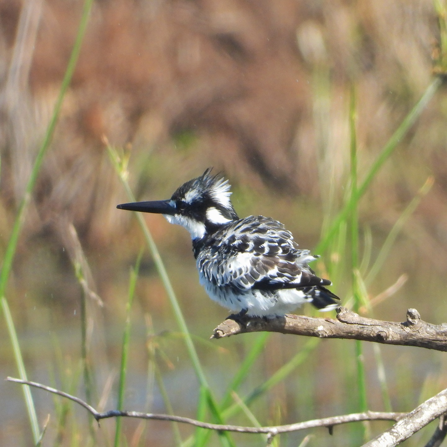 Pied Kingfisher 7