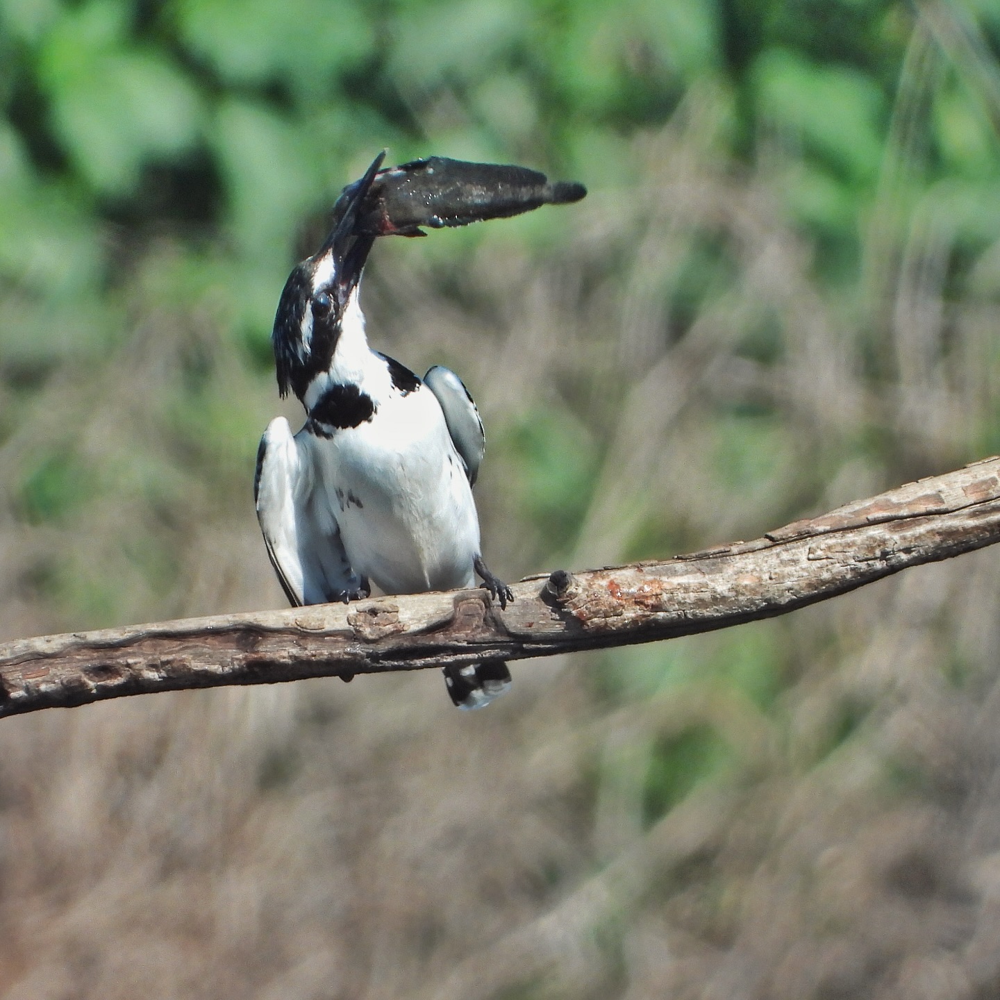 Pied Kingfisher 8