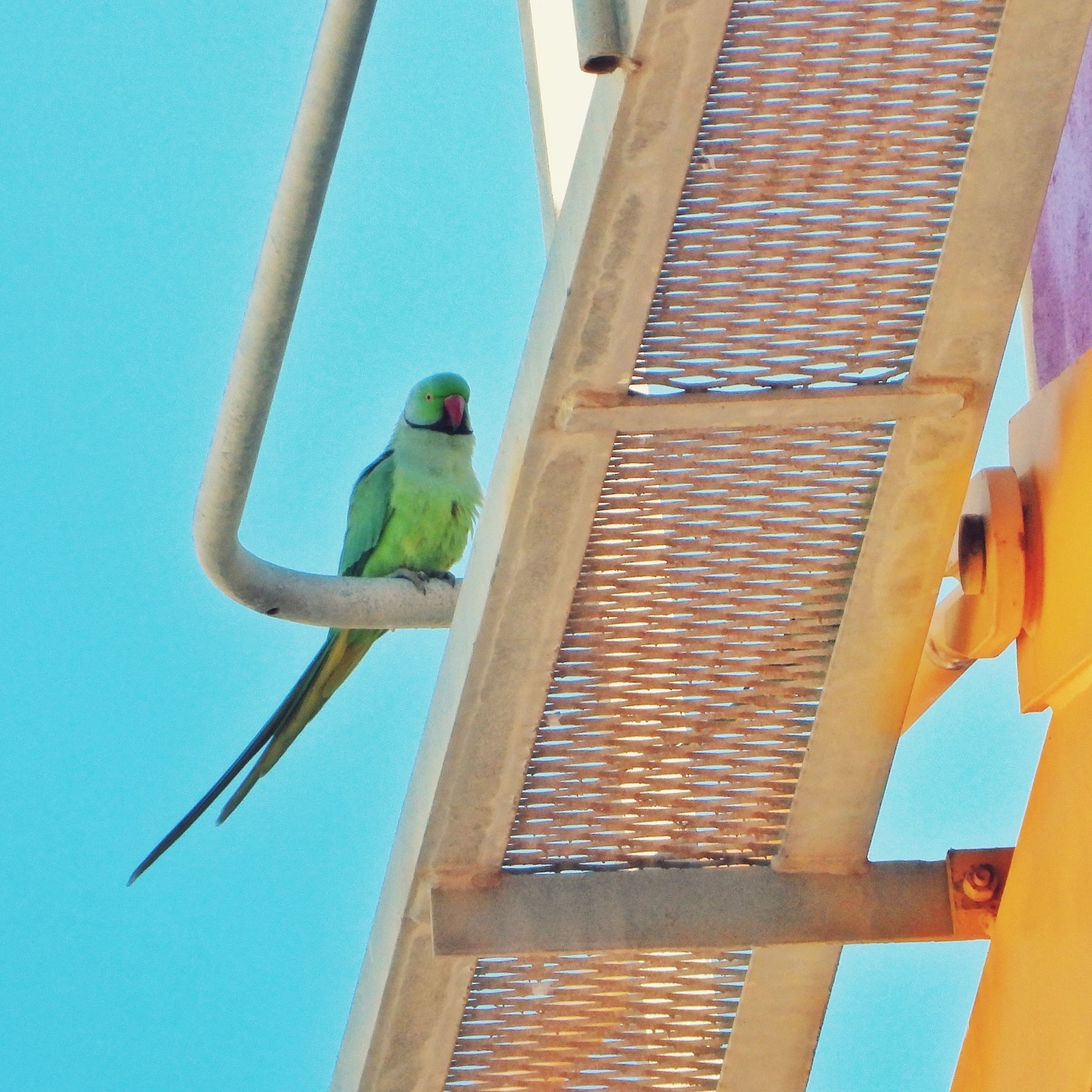 Rose Ringed Parakeet 10