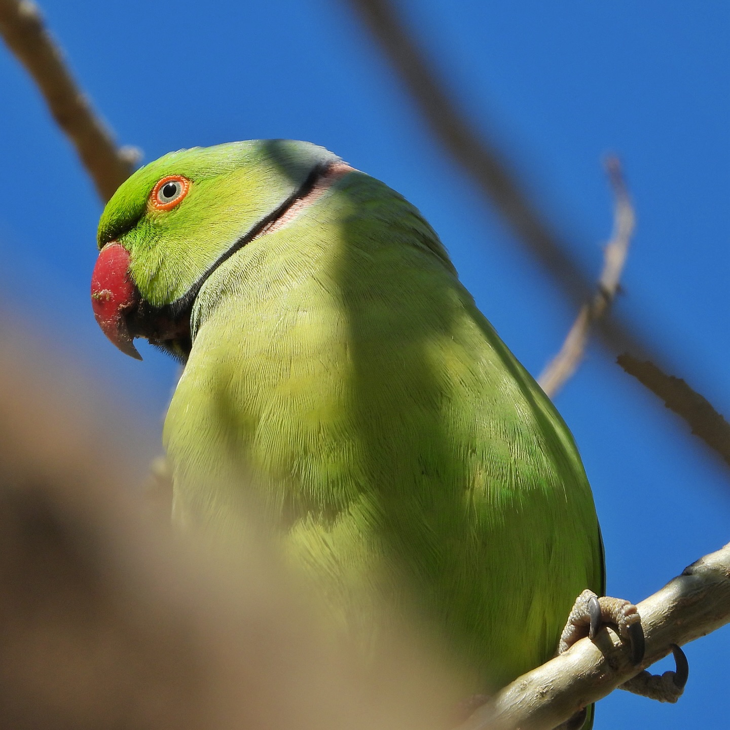 Rose Ringed Parakeet 11