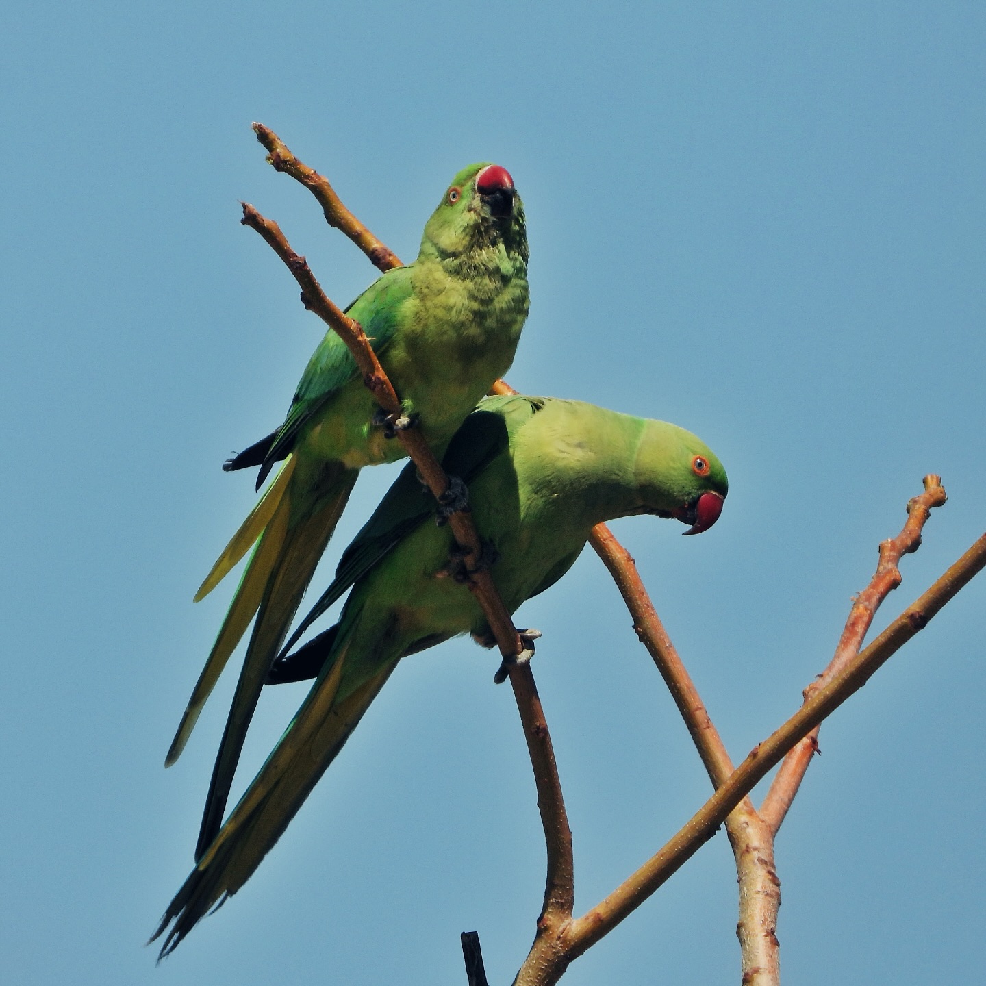 Rose Ringed Parakeet 12