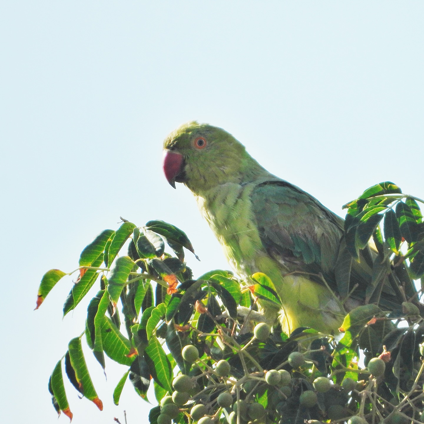 Rose Ringed Parakeet 13