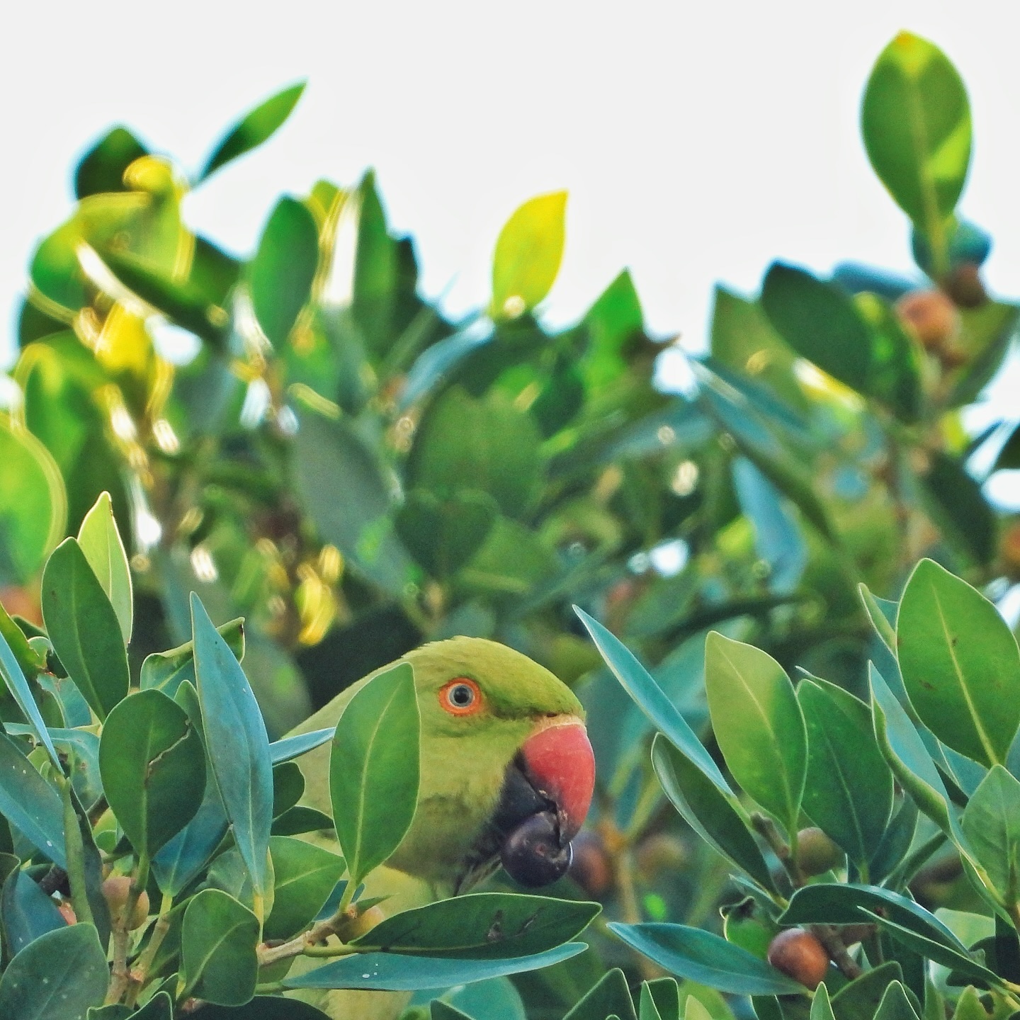 Rose Ringed Parakeet 9