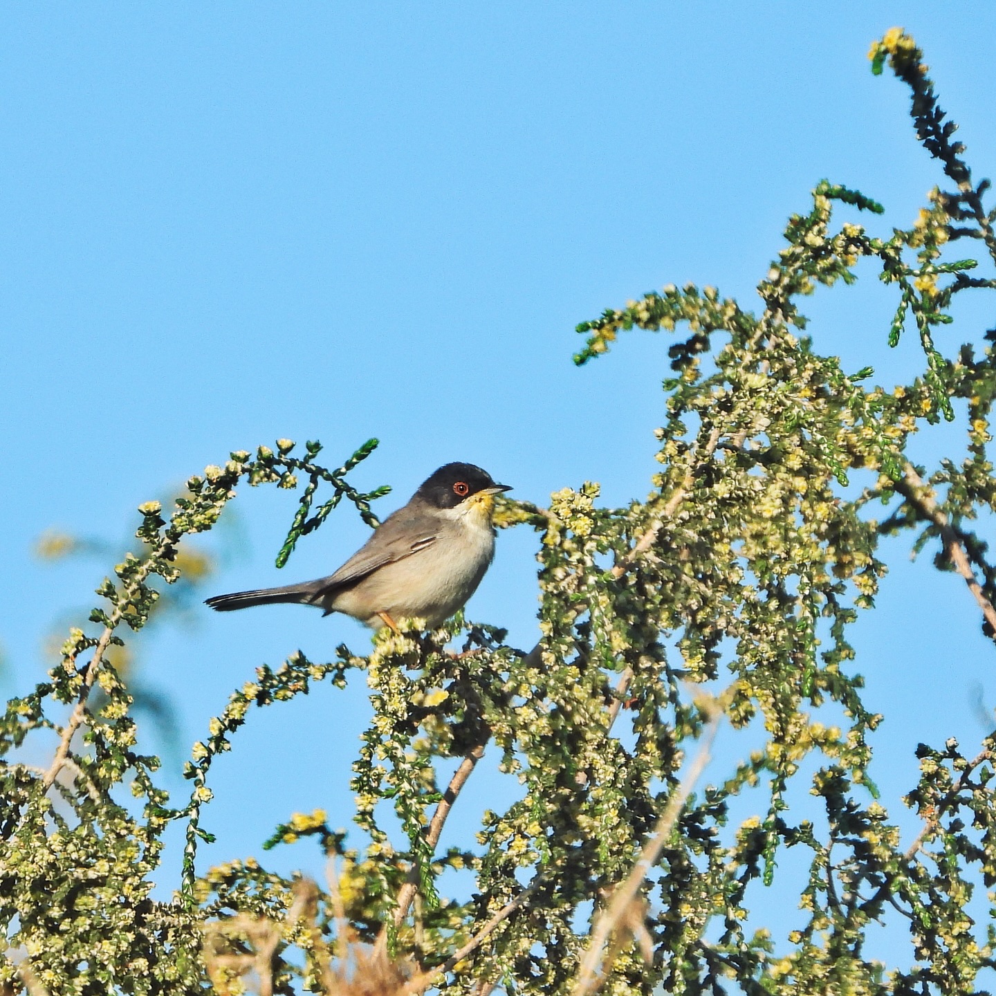 Sardinian Warbler