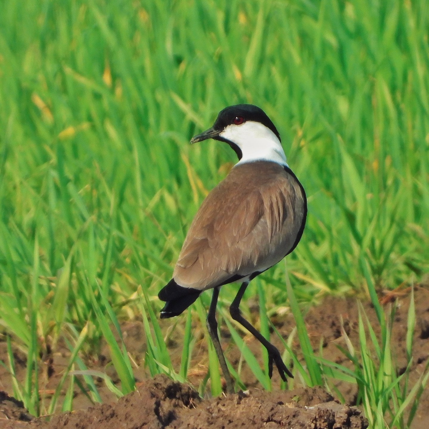 Spur Winged Lapwing 6