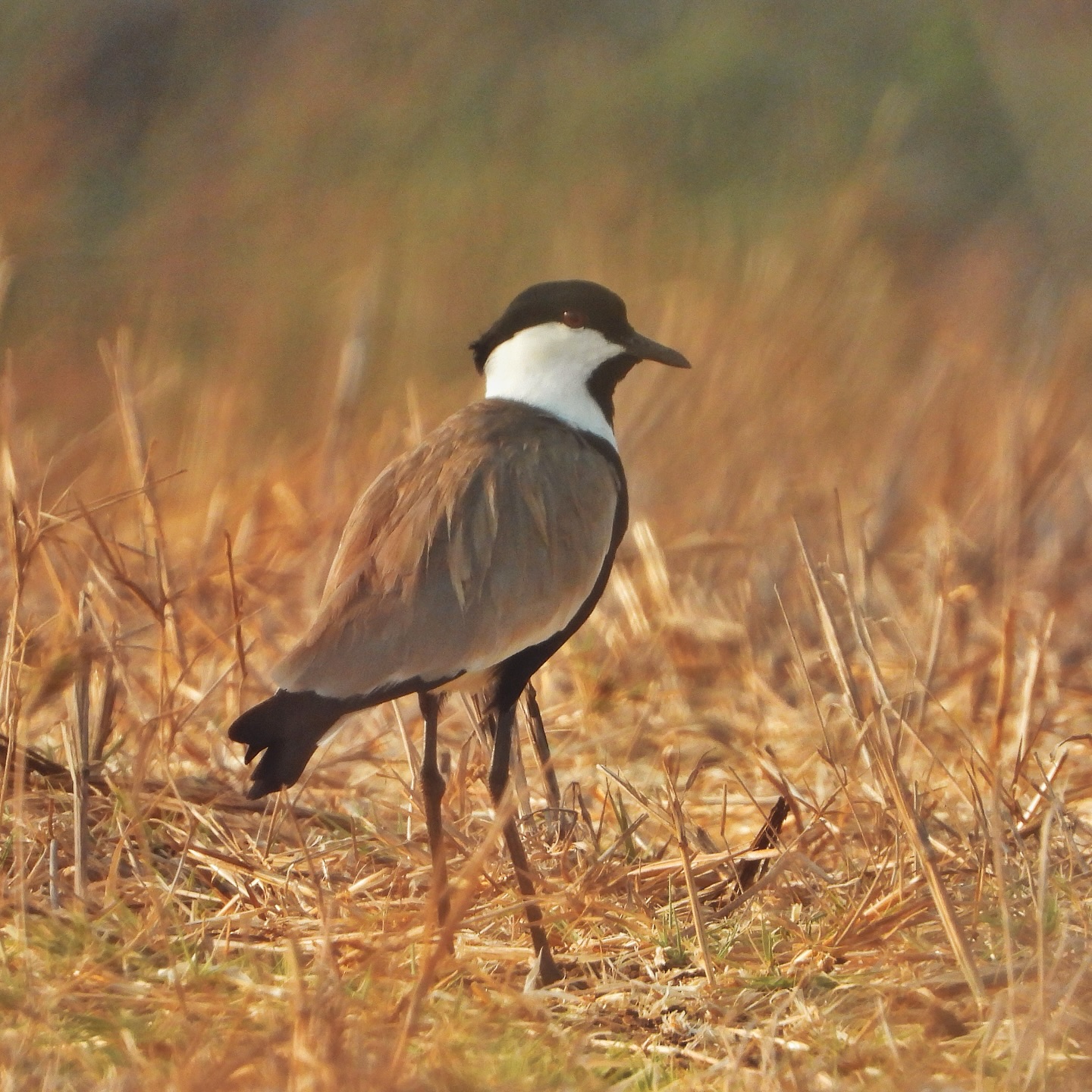 Spur Winged Lapwing 7
