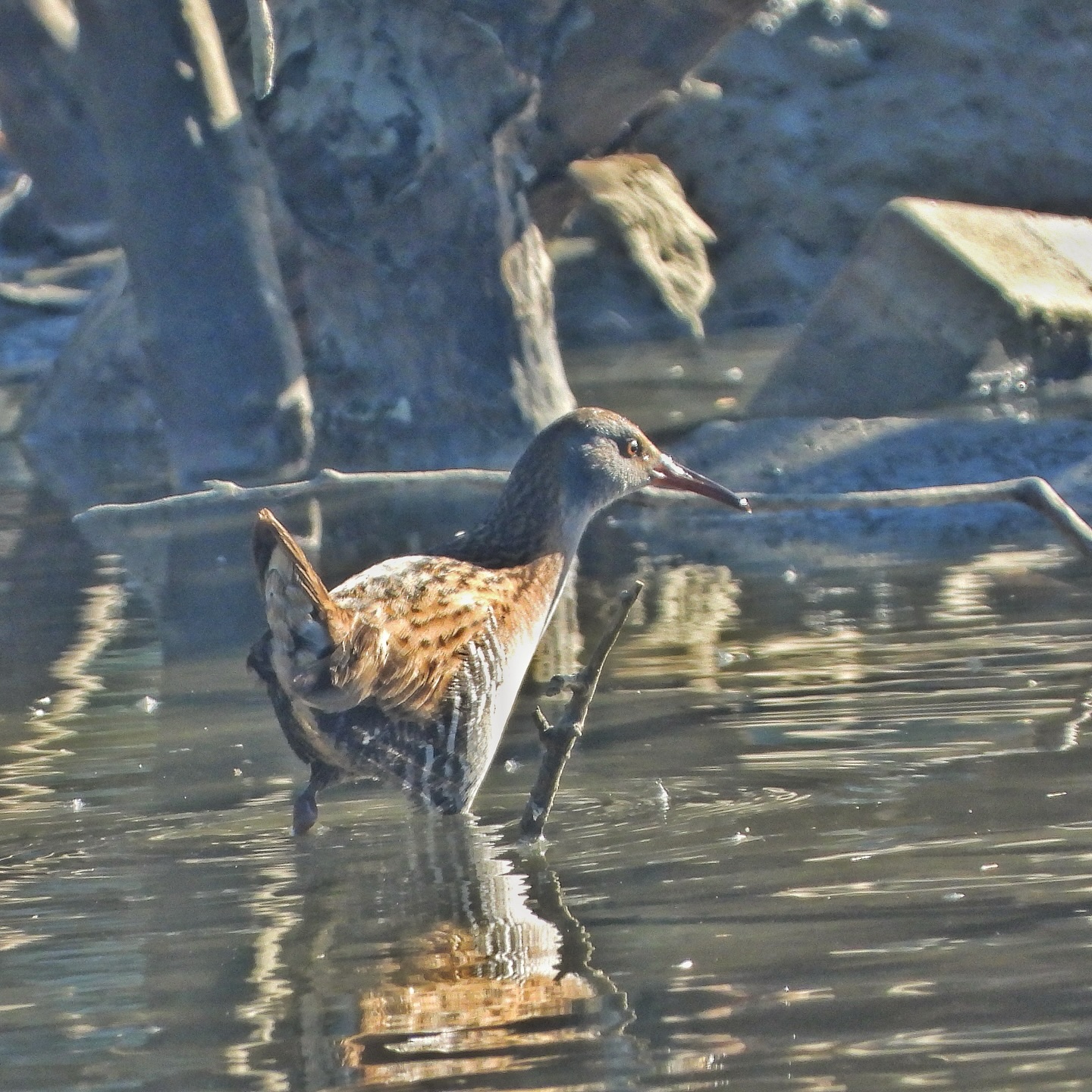 Water Rail
