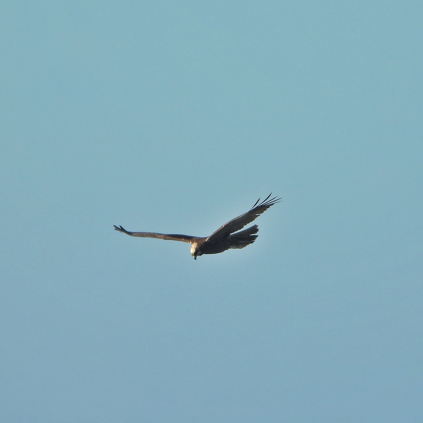 Western Marsh Harrier 1