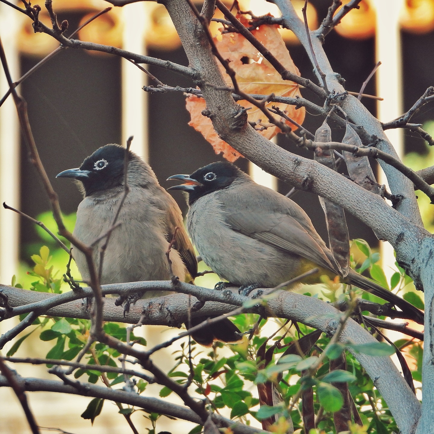 White Spectacled Bulbul 20