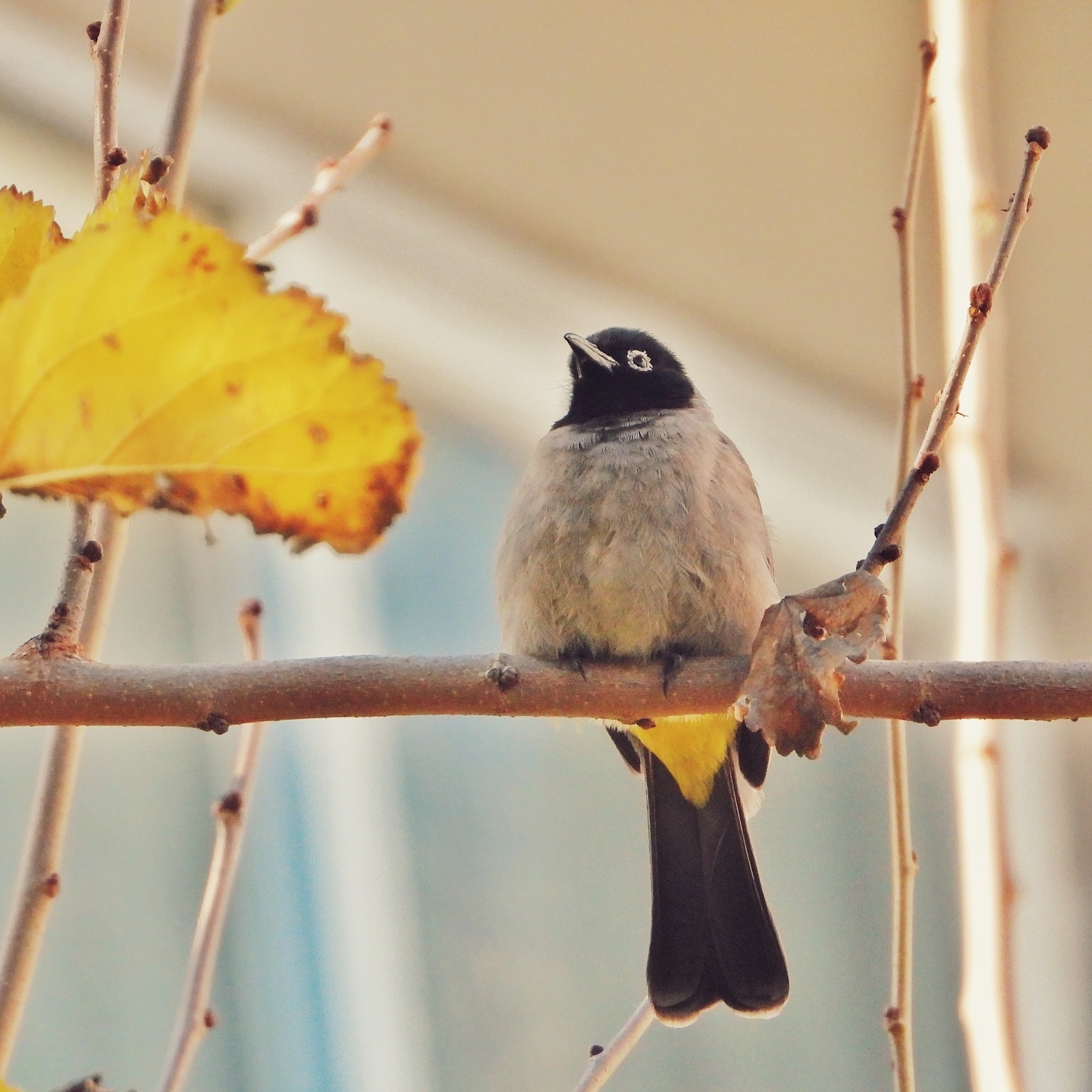 White Spectacled Bulbul 21