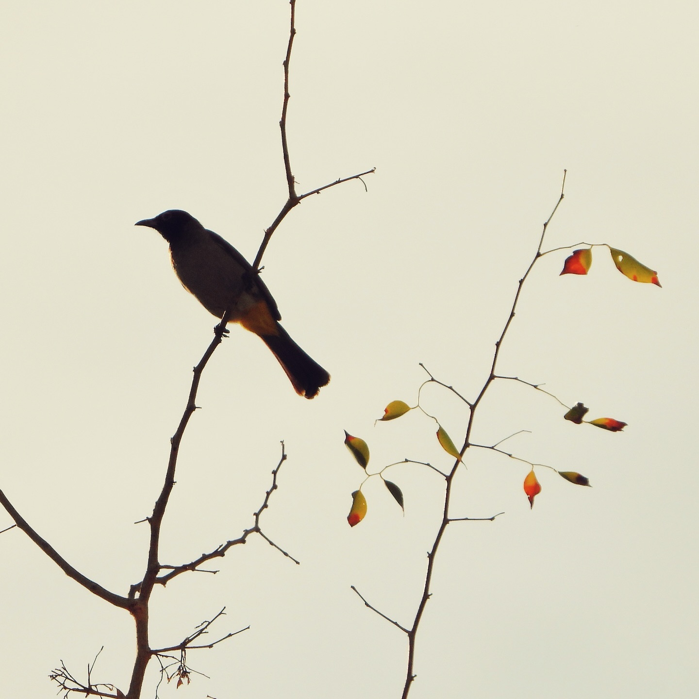 White Spectacled Bulbul 22