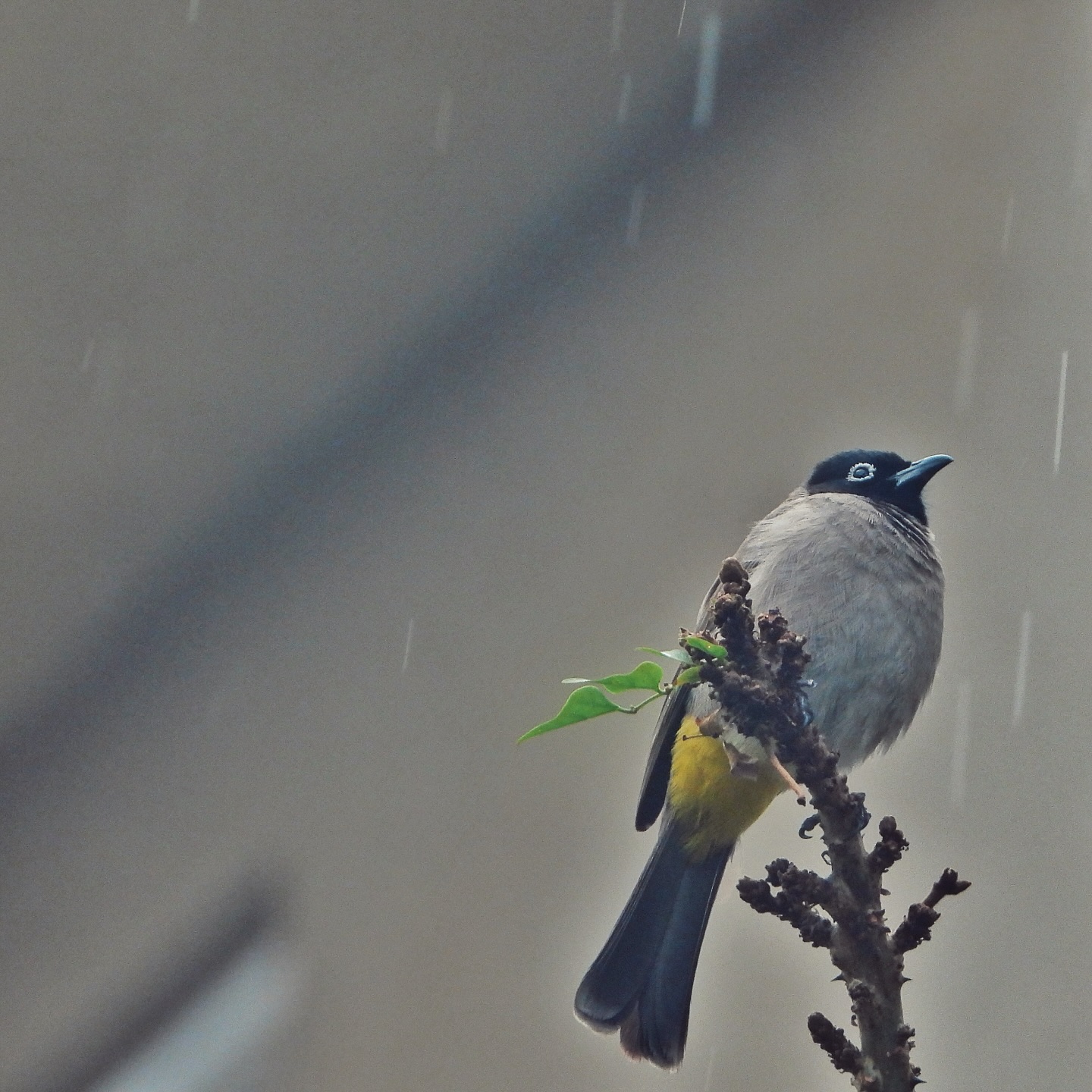 White Spectacled Bulbul 23