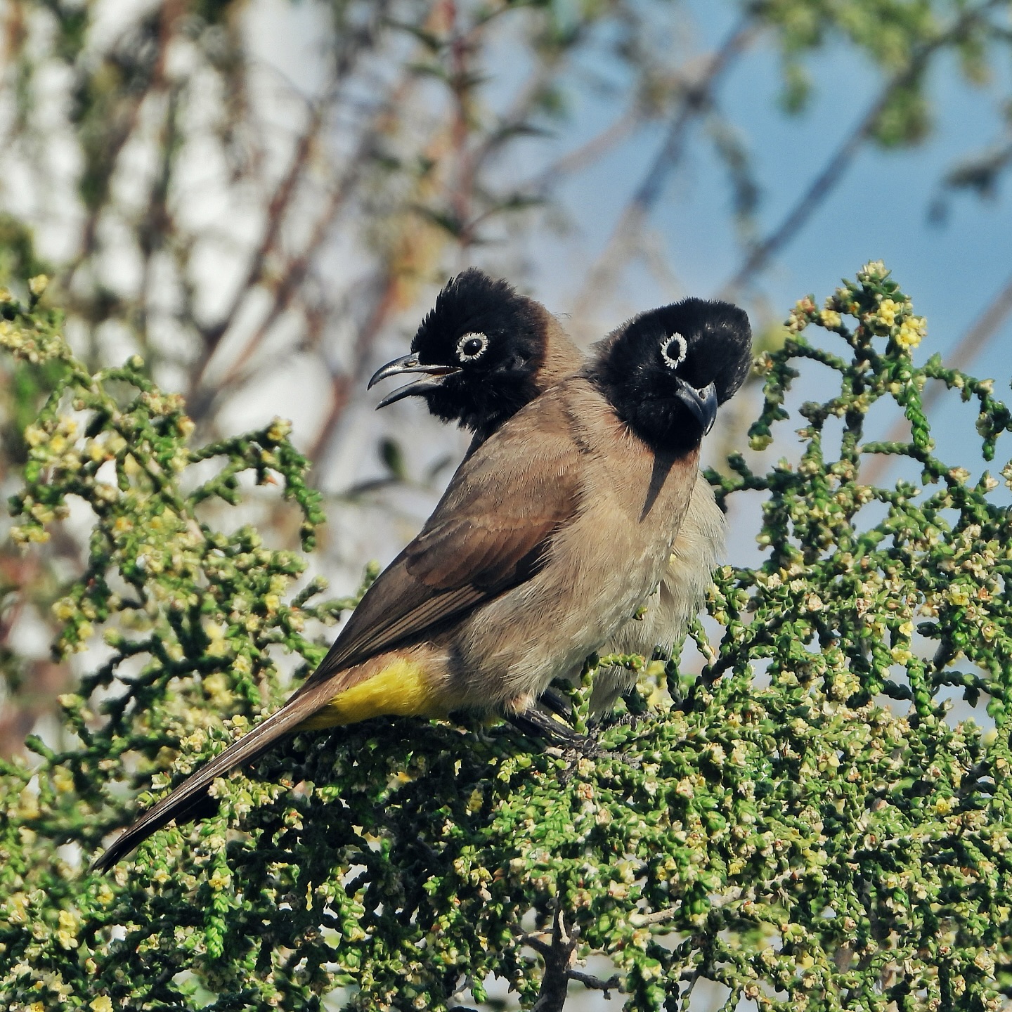 bulbuls