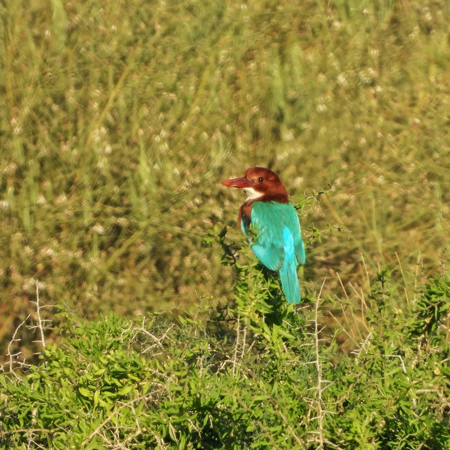 White Throated Kingfisher 20