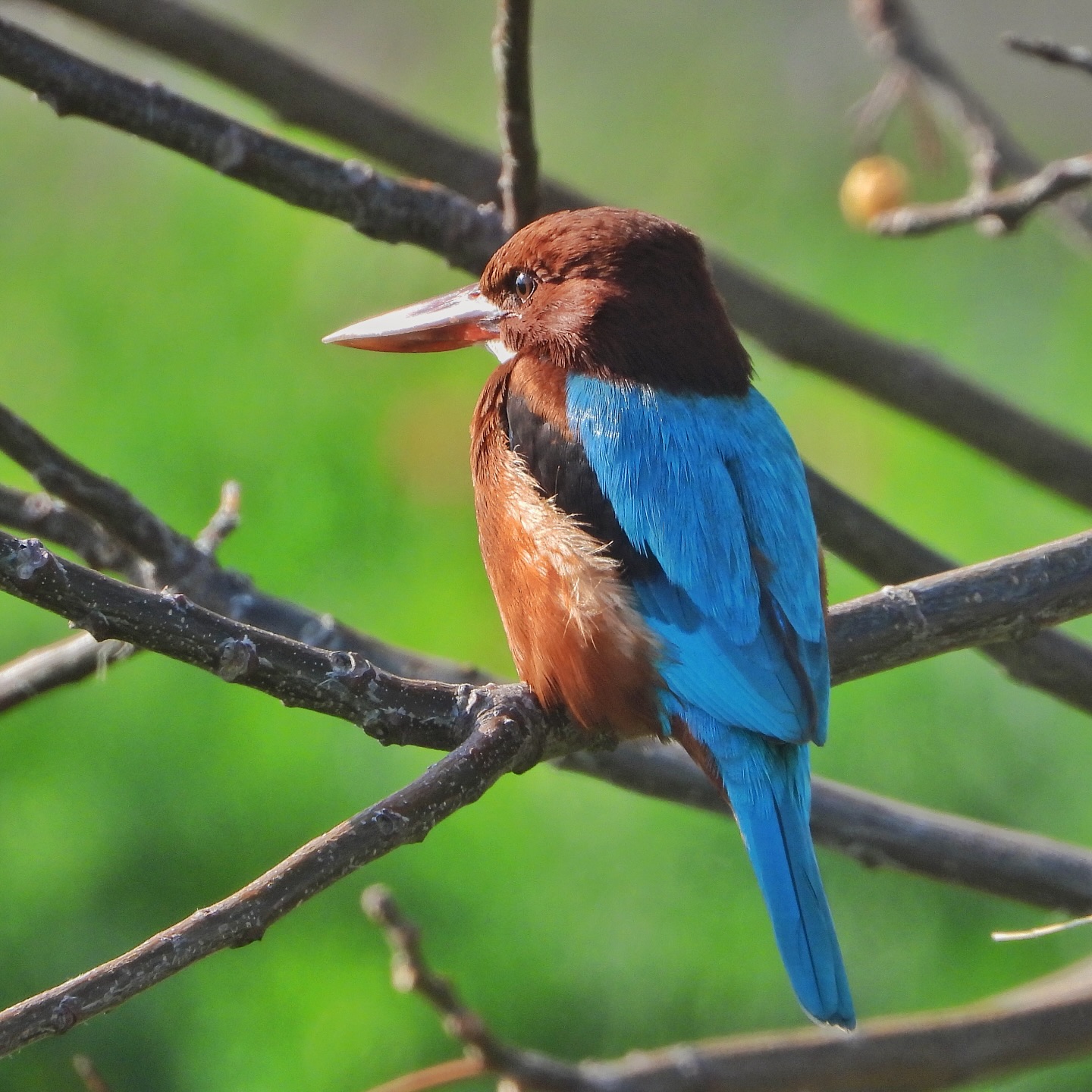White-throated Kingfisher