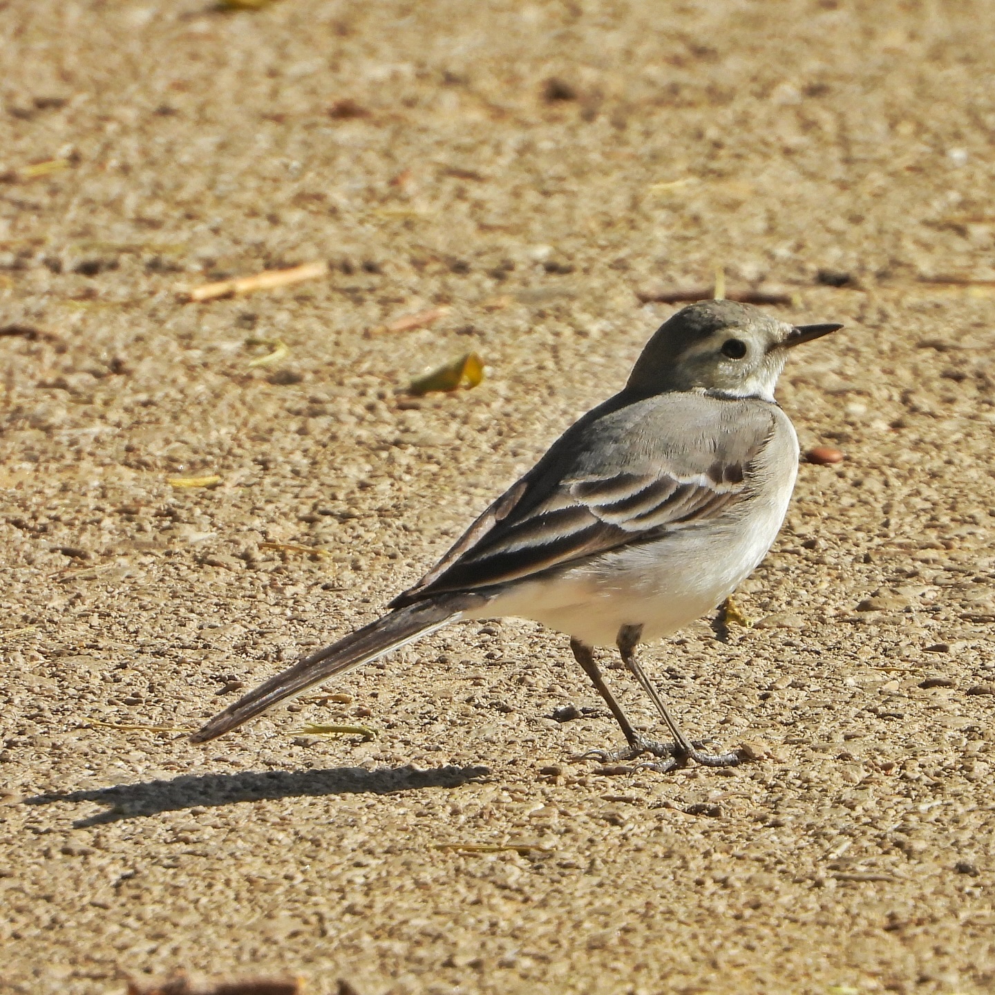 White Wagtail 32