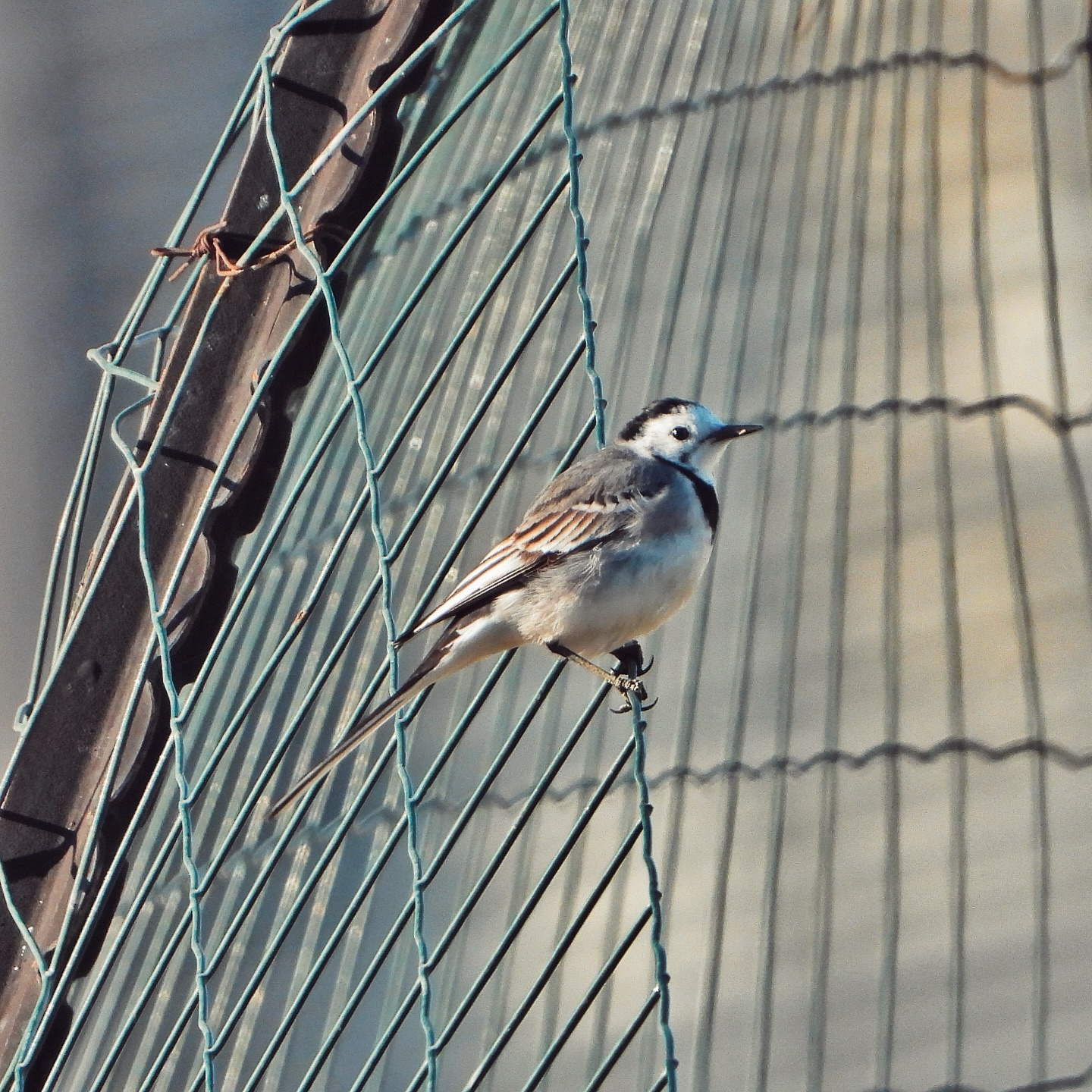 White Wagtail 33