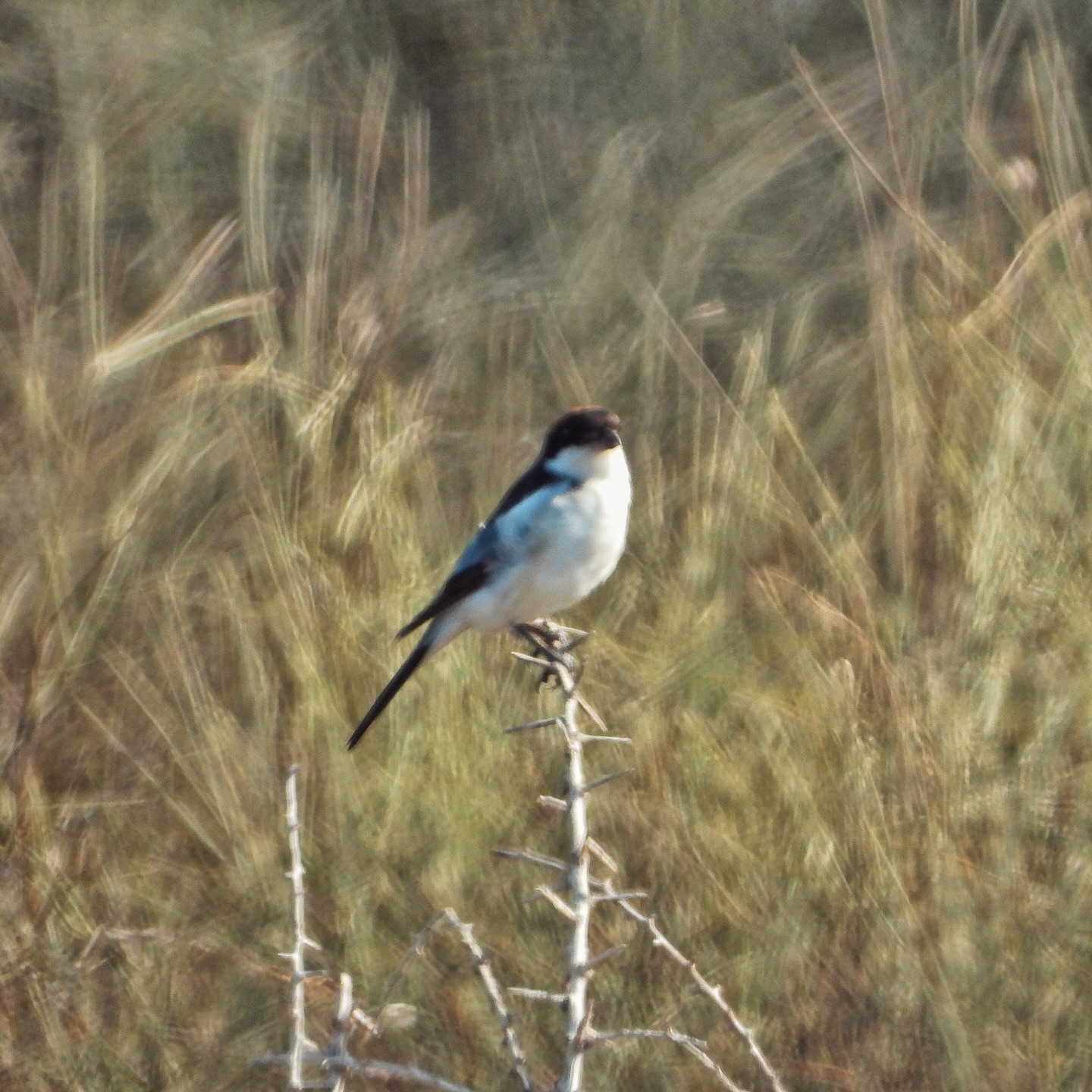 shrikes