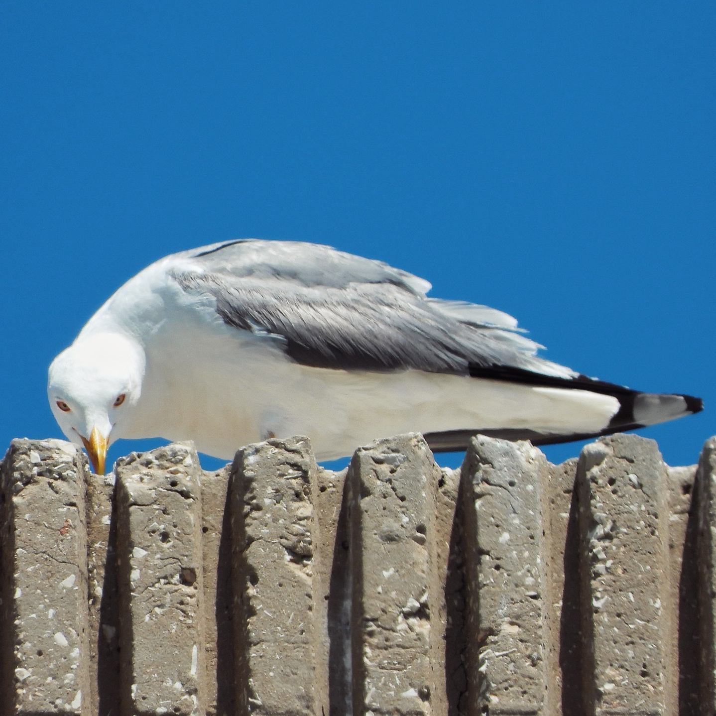 Yellow Legged Gull 5