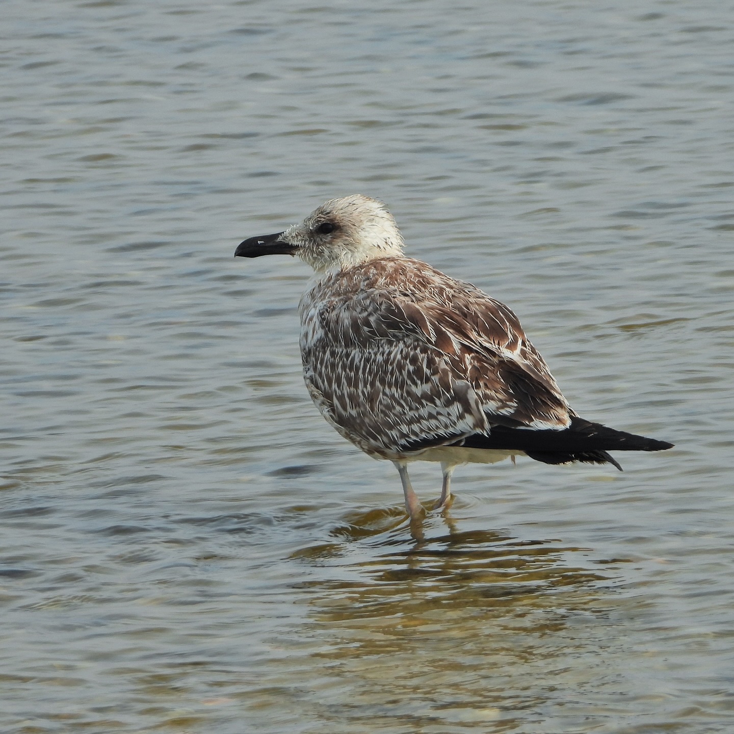 Yellow Legged Gull 6